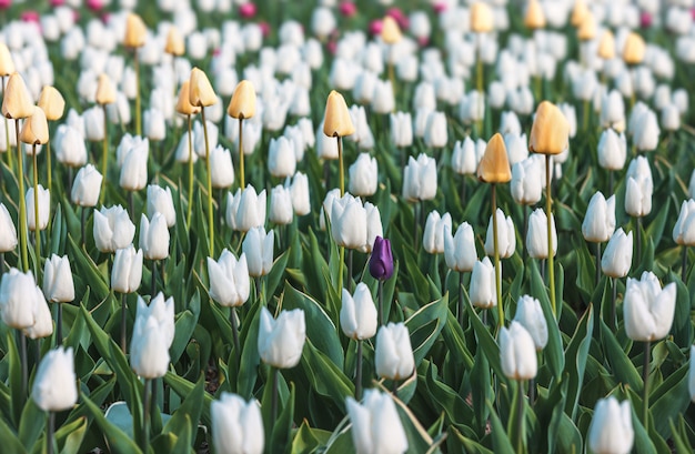 Weiße und gelbe Tulpen