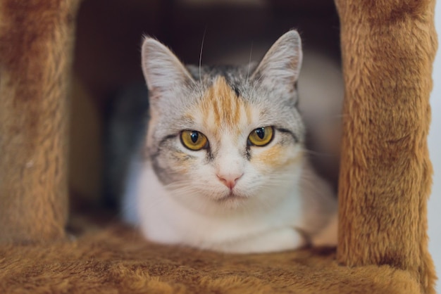 Weiße und graue Katze im Katzenhaus auf dem Boden mit Blick nach rechts looking