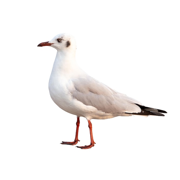 Foto weiße und graue möwe isoliert auf weißem hintergrund mit beschneidungspfad