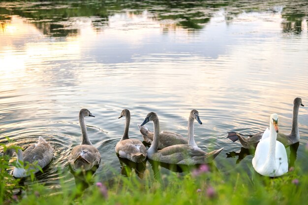 Weiße und graue Schwäne, die im Sommer auf Seewasser schwimmen.