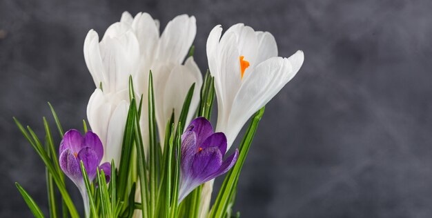 Weiße und lila Krokusblüten