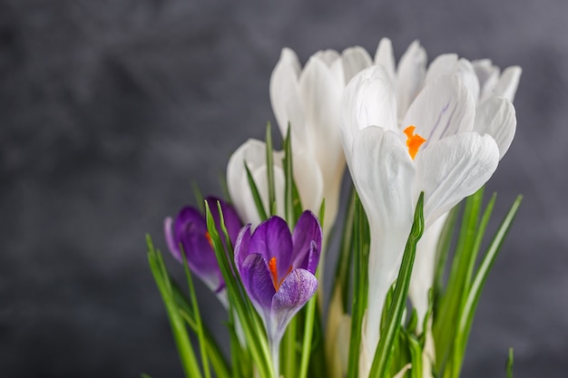 Weiße und lila Krokusblüten