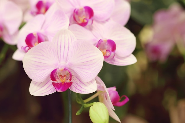 Weiße und lila Phalaenopsis Orchideenblume blüht im Garten.