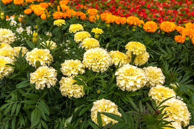 Weiße und orange Ringelblumen auf dem Blumenbeet.