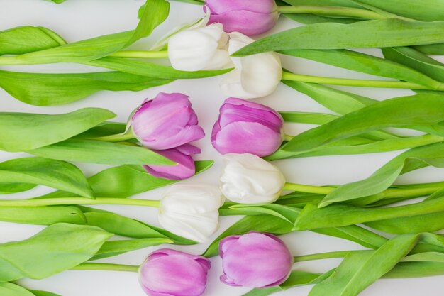 Weiße und purpurrote blühende Tulpen in einem Blumenhintergrund