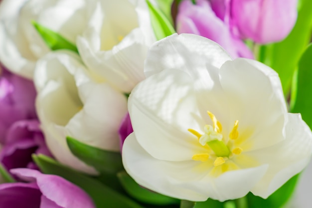 Weiße und purpurrote blühende Tulpen