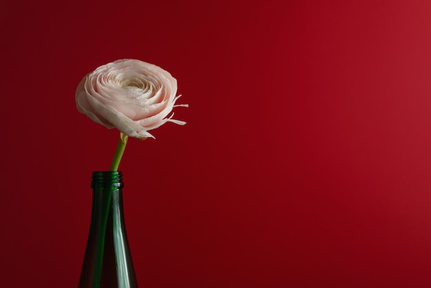 Weiße und Ranunkelnblüte in einer grünen Flasche