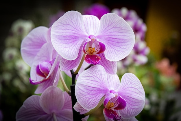 Weiße und rosa Blütenblattorchidee mit rosa und gelbem Innenraum mit dem Hintergrund eines Blumenladens Art Cattleya Amethystoglossa