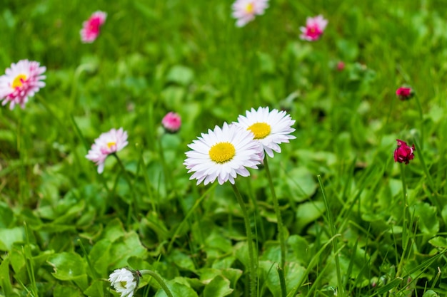 Weiße und rosa Gänseblümchen in einer grünen Wiesennahaufnahme