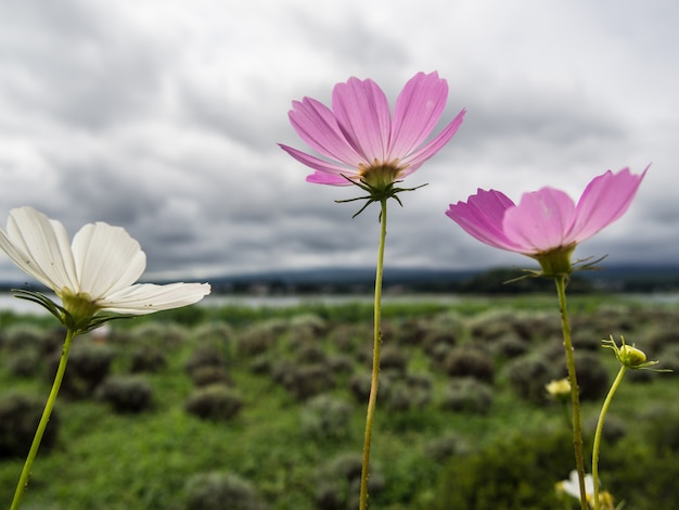 weiße und rosa Kosmos sulphureus Blume auf Unschärfegebirgs- und -seehintergrund