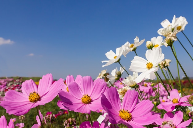 Weiße und rosa Kosmosblumen