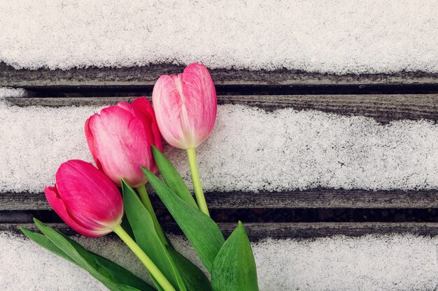 Weiße und rosa Tulpen auf Holzuntergrund mit Schnee mit Kopienraum für Design