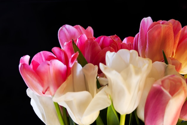 Weiße und rosa zarte Tulpen in einer Blumenstraußnahaufnahme auf schwarzem Hintergrund