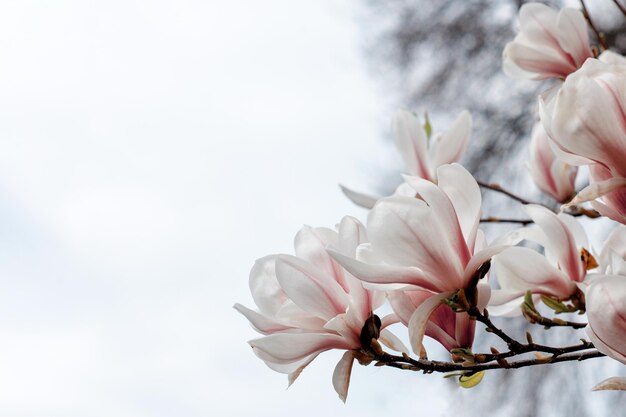 Weiße und rosafarbene Magnolienblüten auf dem Ast an warmen sonnigen Frühlingstagen