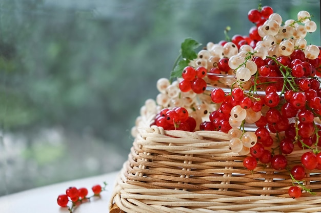 Weiße und rote Johannisbeeren Frisches Obst auf dem Hintergrund des Gartenkopierraums