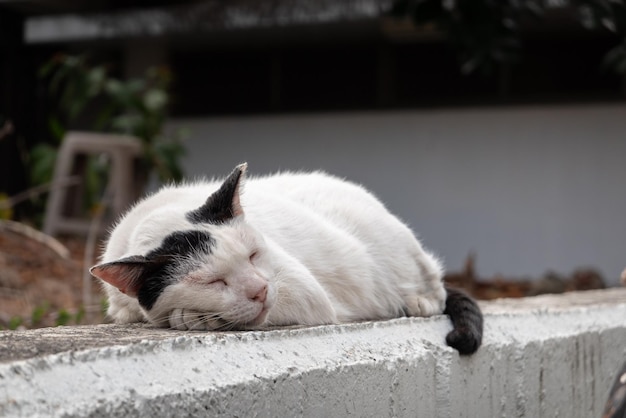 Weiße und schwarze Katze schlafen an einer Betonmauer und schauen friedlich aus