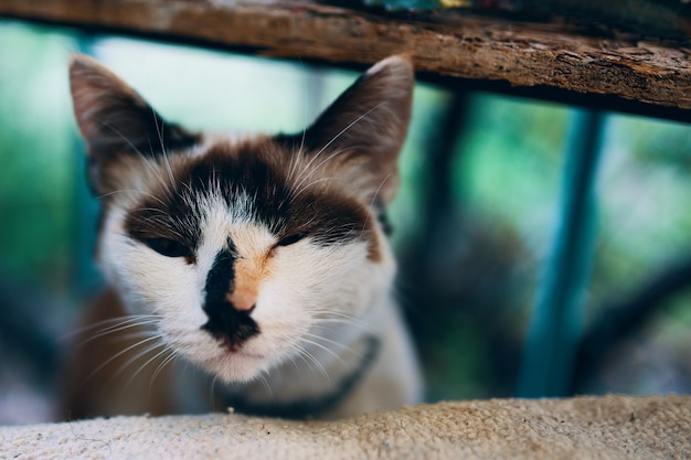 Weiße und schwarze Katze.