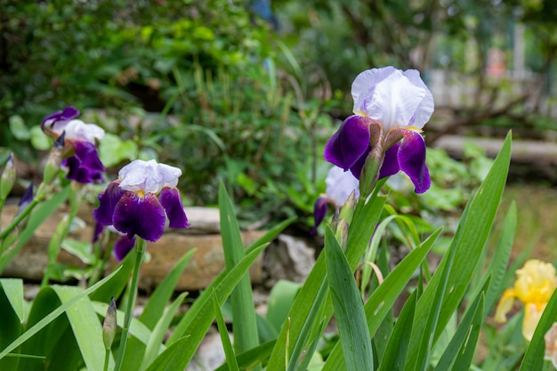 Weiße und violette Blumen mit grünem Blatthintergrund