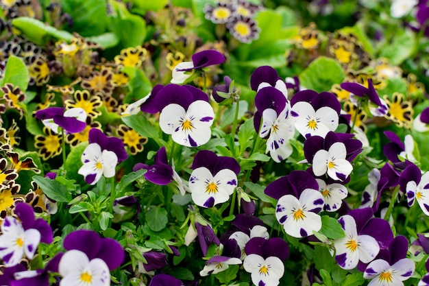 Weiße und violette Stiefmütterchen oder dreifarbige Bratschenblüten