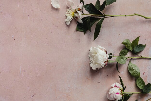 Weiße verwelkte Pfingstrosenblüten mit grünen Blättern auf einem rosa gealterten Betonhintergrund flach.