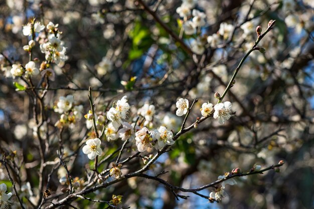 Weiße Victoria-Pflaumenblüte vor dunklem Hintergrund.