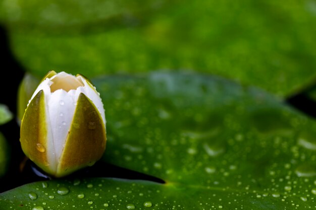 Weiße waterlily Knospe im Teich