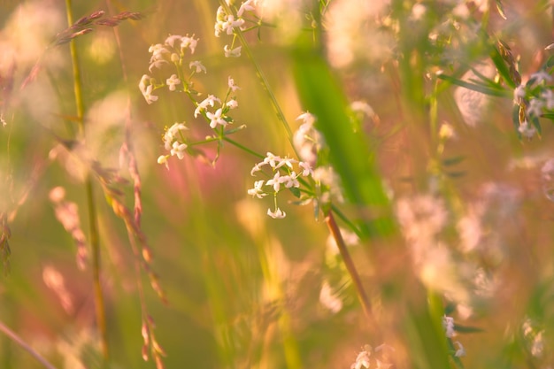 Weiße Wildblume im Gras im warmen Abendlicht