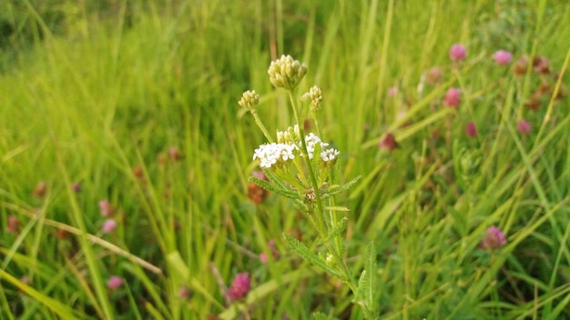 Weiße Wildblume