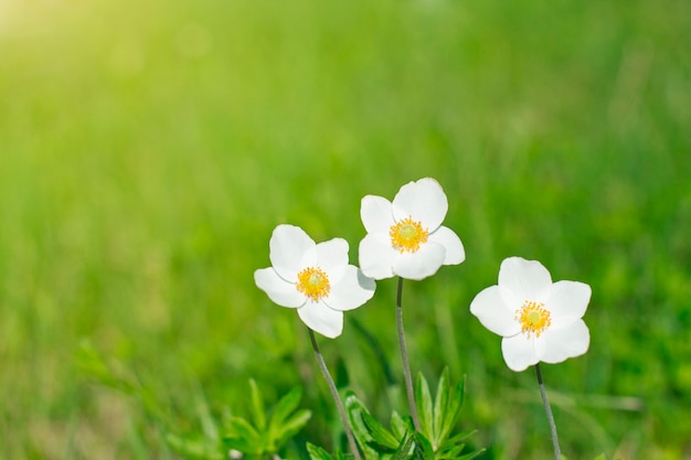 Weiße Wildblumen auf einem Hintergrund des Grases