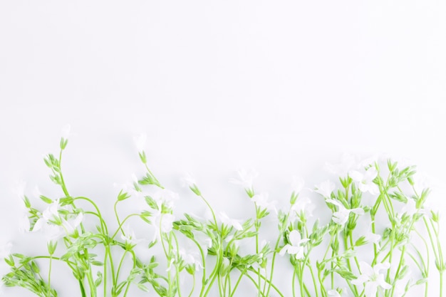 Weiße Wildblumen mit grünen Blättern isoliert