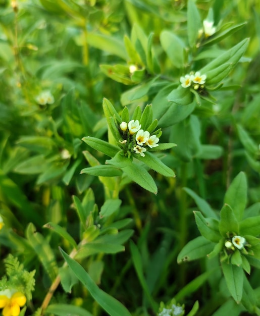 Weiße Wildblumen unter grünem Gras auf dem Feld