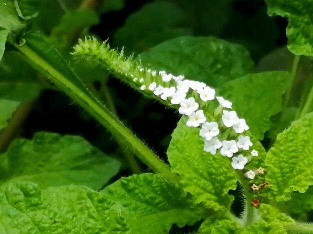 Weiße wilde Blume mit natürlichem Hintergrund