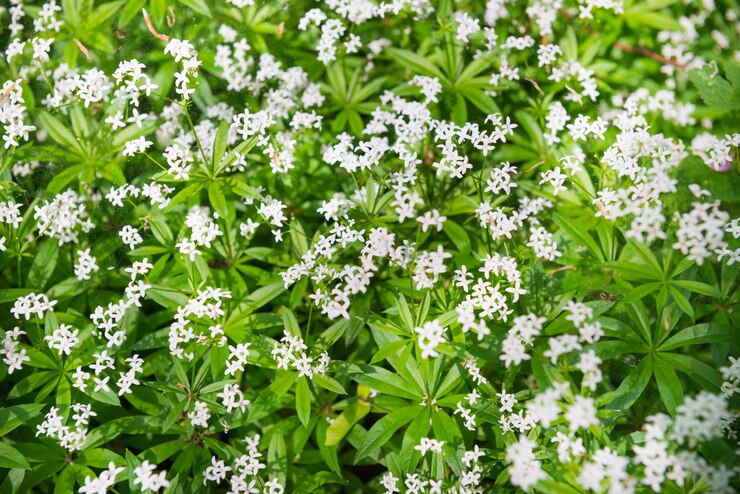Weiße wilde Blumenbeschaffenheit in einem Park mit grünem Gras