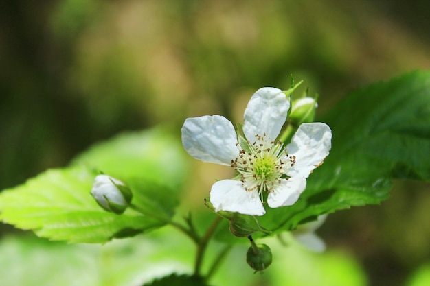 Weiße wilde Himbeerblume im Wald