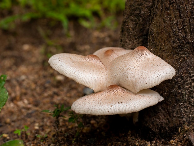 Weiße wilde Pilze im tropischen Wald