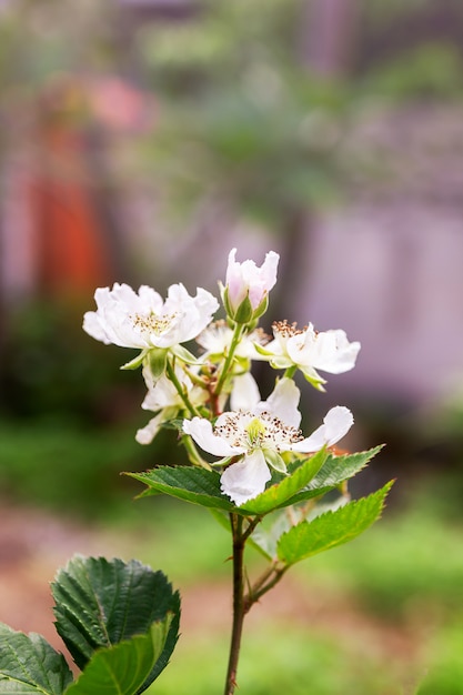 Weiße wilde Raspberrie-Blume auf dem Busch im Wald