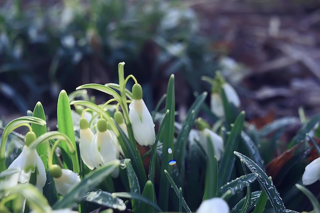 weiße wilde Schneeglöckchen im Frühlingswald, schöne Wildblumen im März