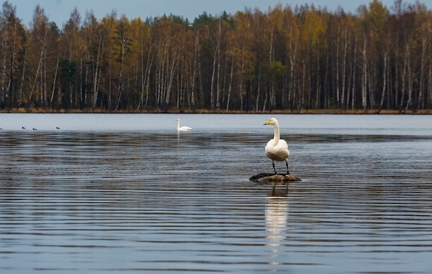 Weiße Wildgans auf dem See, die mit den Flügeln schlägt. Gebiet Leningrad.