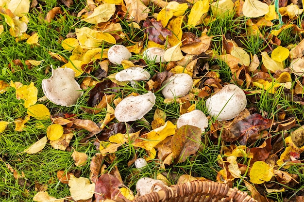 Weiße Wildpilze Rose des Pres oder Agaricus Campestris mit einem Weidenkorb auf einer Wiese pflücken