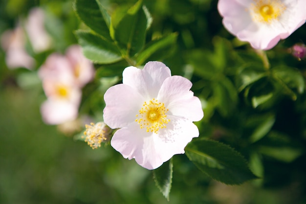 Weiße Wildrosenblüte am Strauch