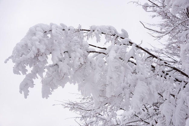 Weiße Winterlandschaft mit schneebedeckten Bäumen