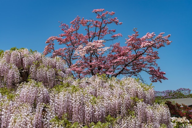 Weiße Wisteria-Blütenbaum-Gitterblumen im Frühling