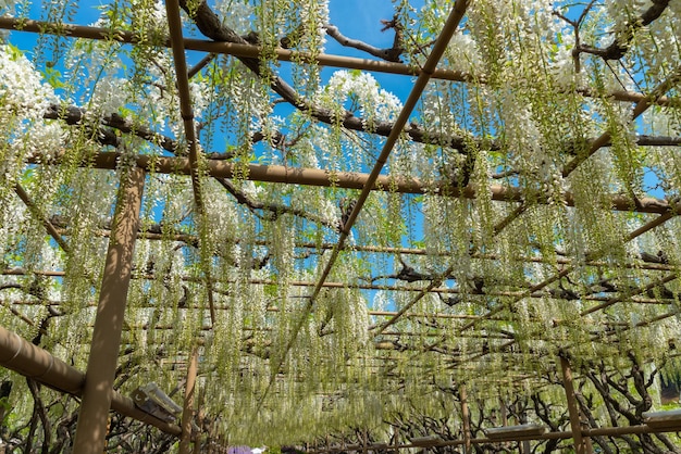 Weiße Wisteria-Blütenbaum-Gitterblumen im Frühling