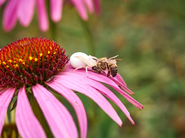 Weiße Witwenspinne (Latrodectus pallidus) fing eine Biene auf der Blume von Echinacea