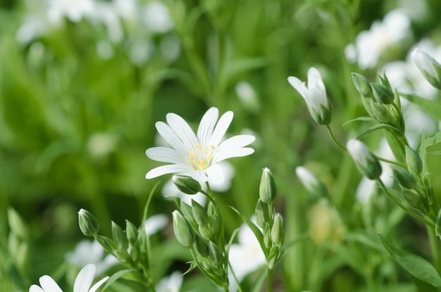 Weiße zarte Frühlingsblumen Cerastivum arvense wächst auf der Wiese Saisonaler natürlicher floraler Hintergrund