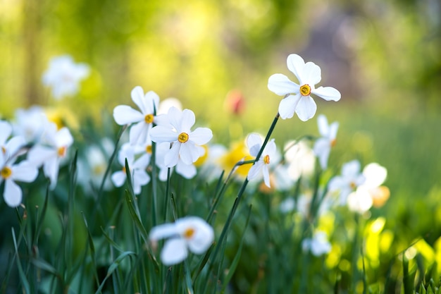 Weiße zarte Narzissenblumen, die im Frühlingsgarten blühen.