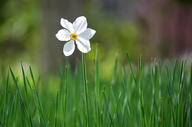 Weiße zarte Narzissenblumen, die im sonnigen Frühlingsgarten blühen