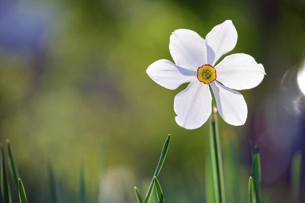 Weiße zarte Narzissenblumen, die im sonnigen Frühlingsgarten blühen