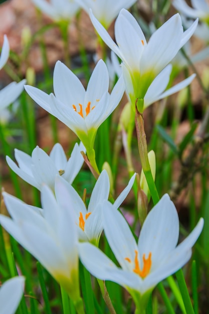 Weiße Zephyranthen Blumen. Regenlilie