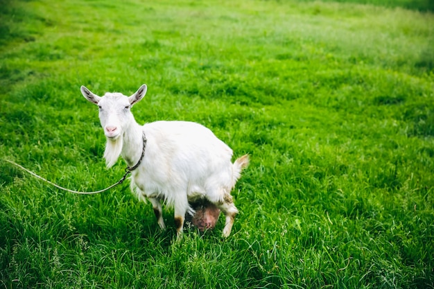 Weiße Ziege auf dem Gras. Haustiere in der Natur.